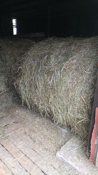 Sprzedam siano trzymane pod dachem