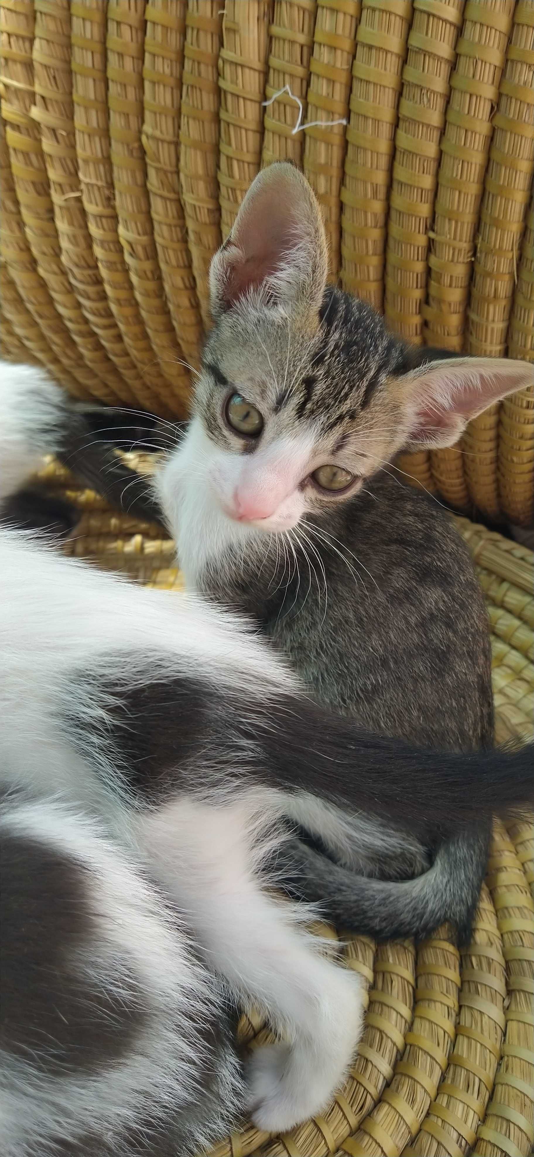 Gatinhas e Gatinhos para adoção. Procuram alguém que os estime.