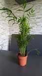 Palma areka 50 cm