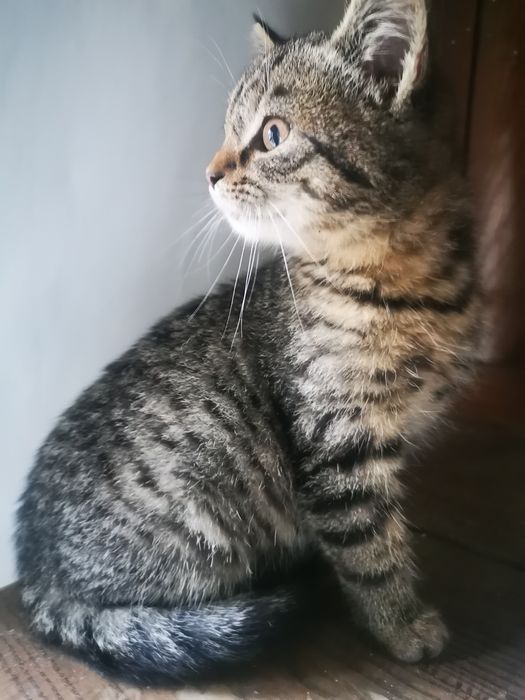 Oddam kocurka do dobrego domu