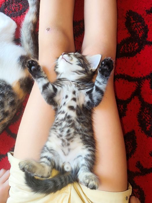 Котята отдаю в хорошие руки