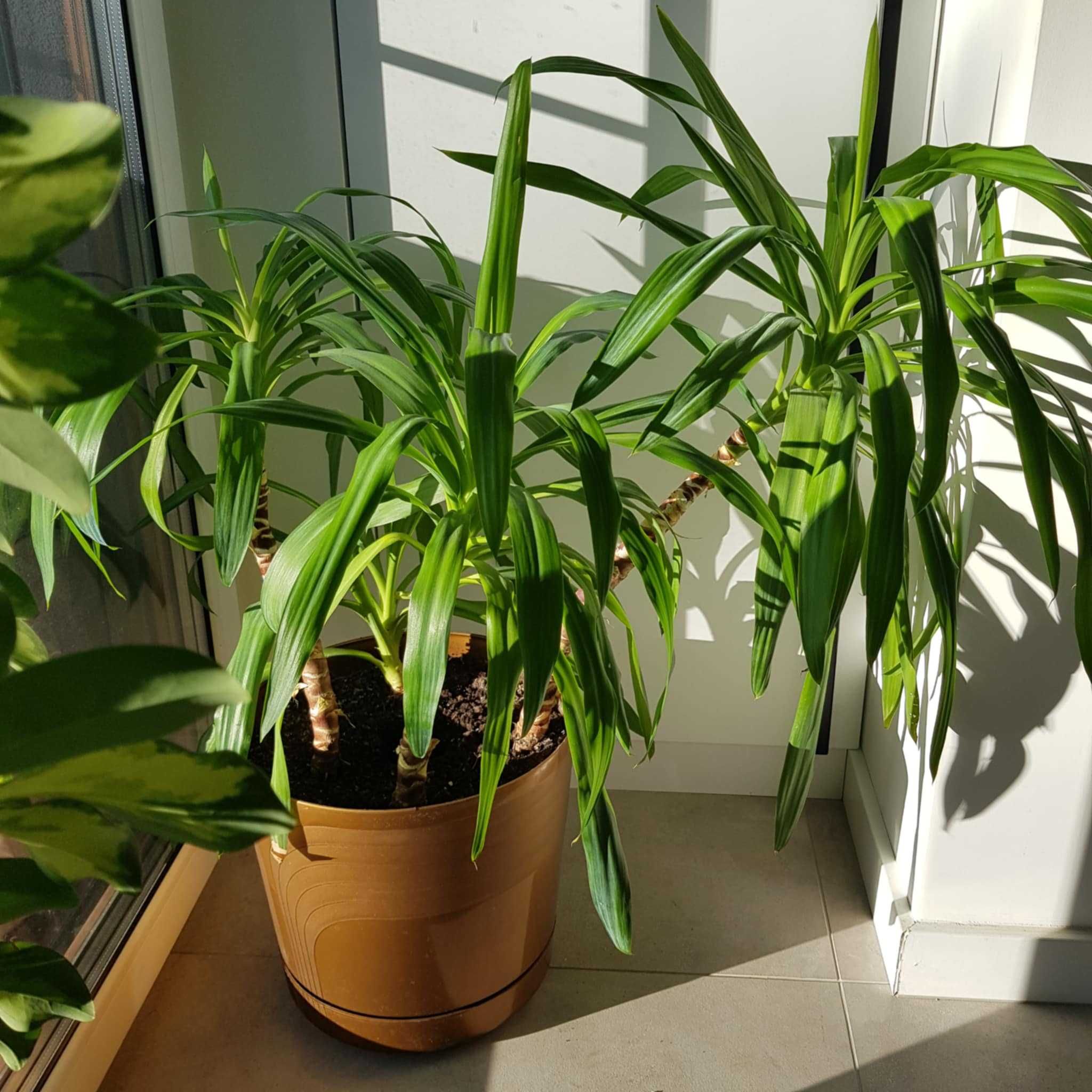 Juka/Yucca 90 cm - 4 sztuki w jednej doniczce