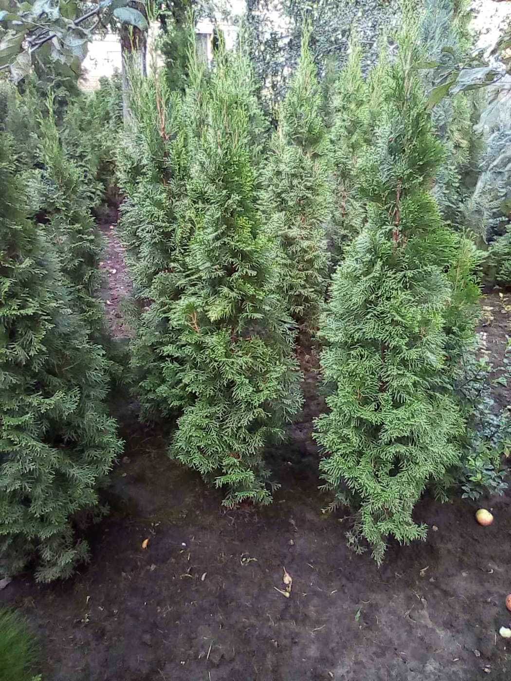Туя західна колоновидна Смарагд 1,0м