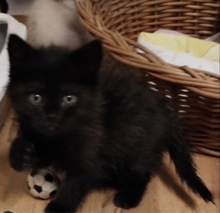 Piękny kotek Brytyjski