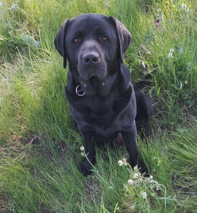 Красунчик Лабрадор В'язка.