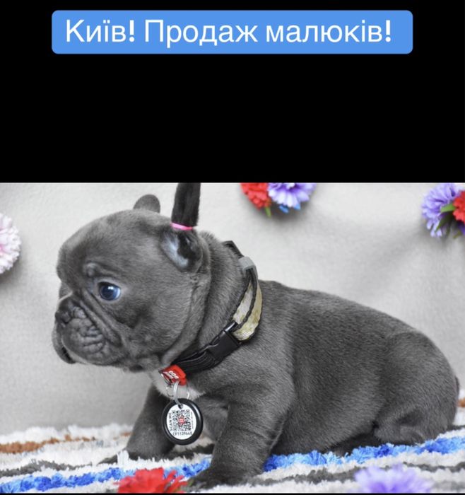 Голубые мини фоанцузики в Киеве
