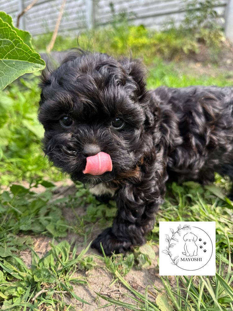 Guffi Samiec Shihpoo Wyprawka Badania genetyczne Pudel Maltipoo