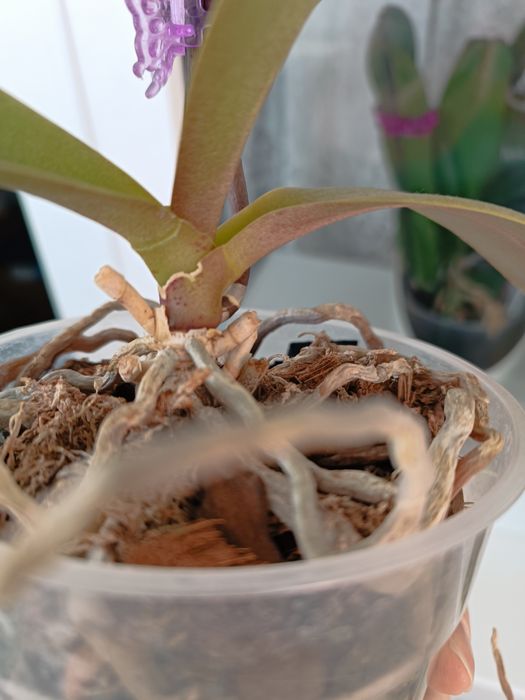 Орхідея метелик Little gim stripes