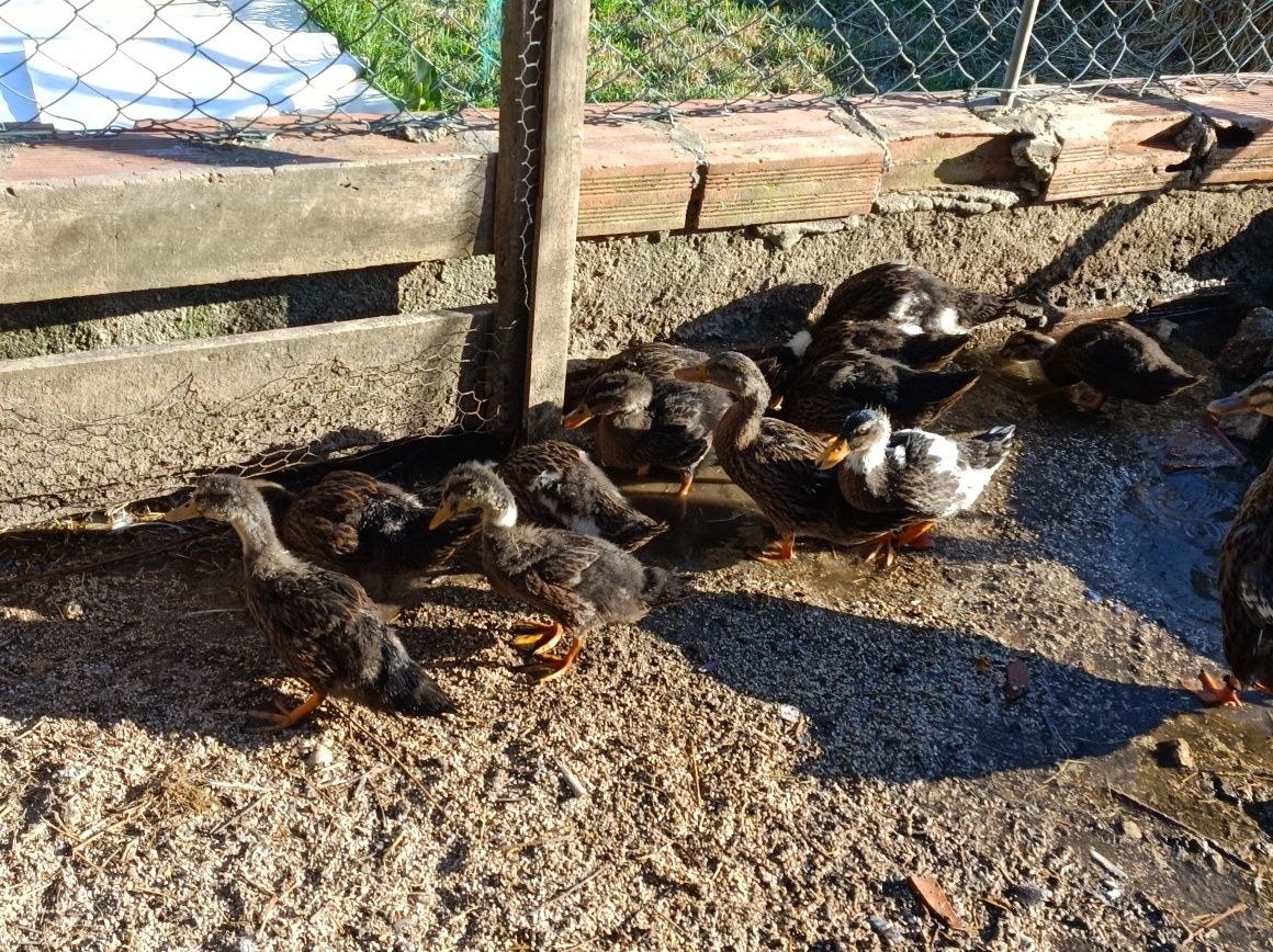 Pato Rouen puros