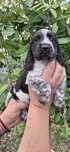 Cocker Spaniel Angielski piękny piesek