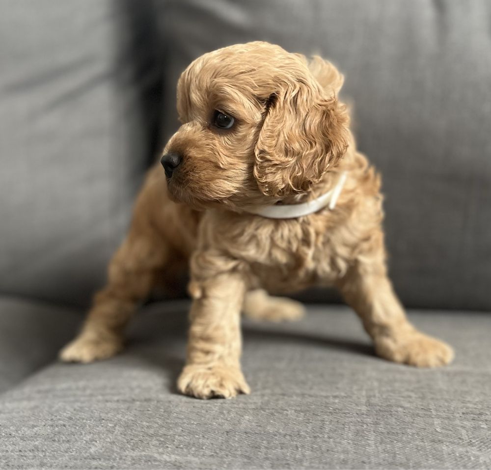 Słodka suczka American cockapoo - cocker & pudel