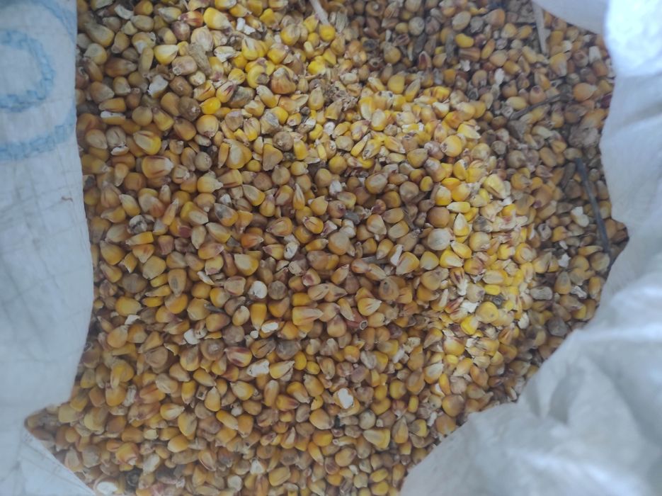 Продам кукурудзу