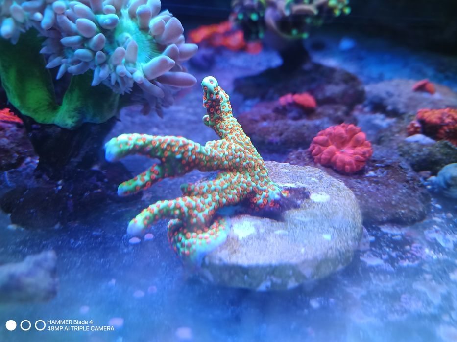 Korale euphyllia akwarium morskie