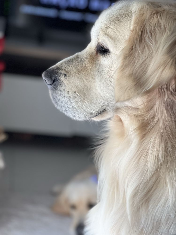 Golden retrievier