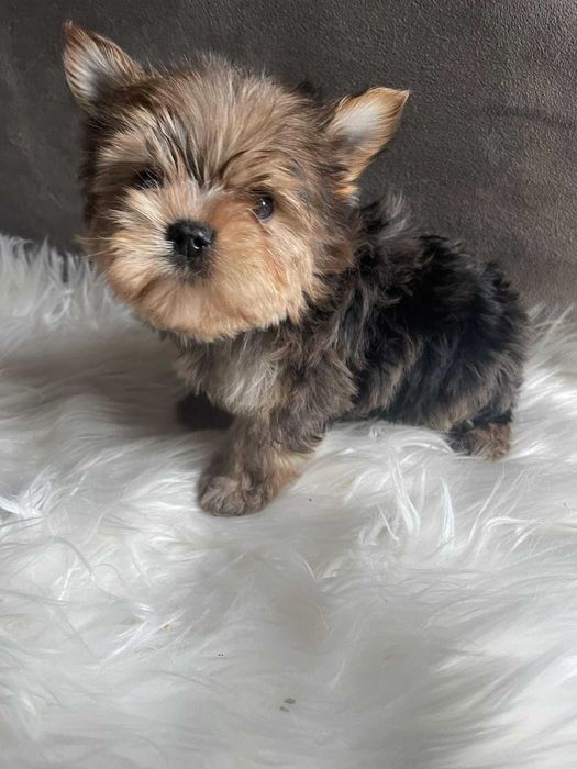 Yorkshire terrier chłopak Szafir biewer