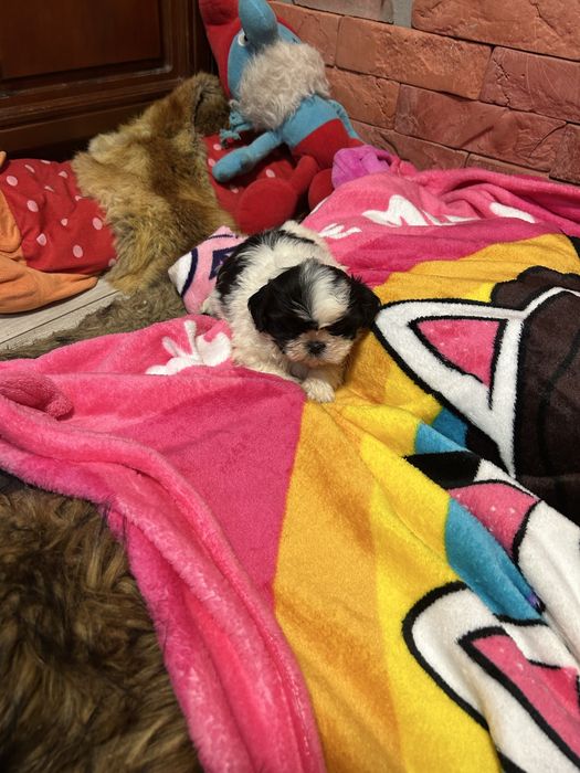 Suczka Shih Tzu z rodowodem mini