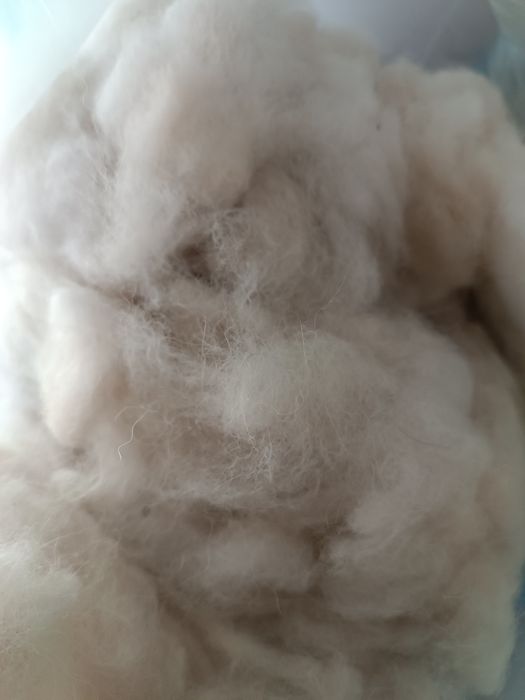 Шерсть   самоеда