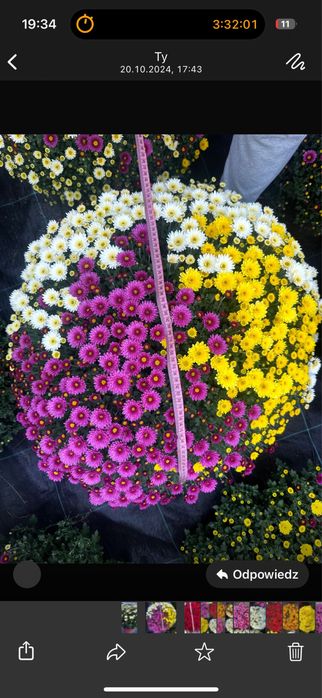 Chryzantemy drobnokwiatowe