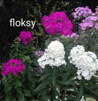 Floks, orliki i inne kwiaty ogrodowe