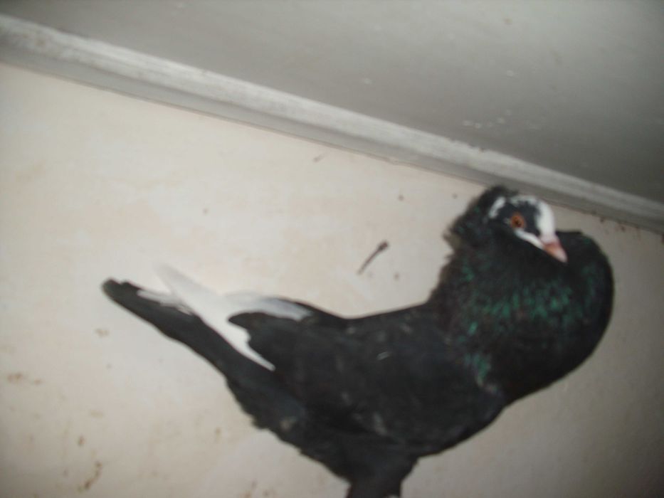 golebie ozdobne garlacze gornoslaskie samiec 2025r