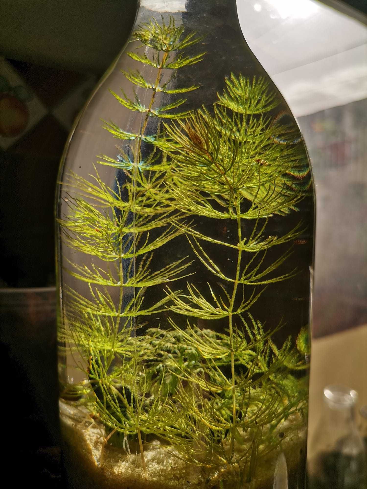 Planta de aquário - Foxtail / Cauda de raposa