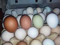 Jajka jaja (mogą być lęgowe )