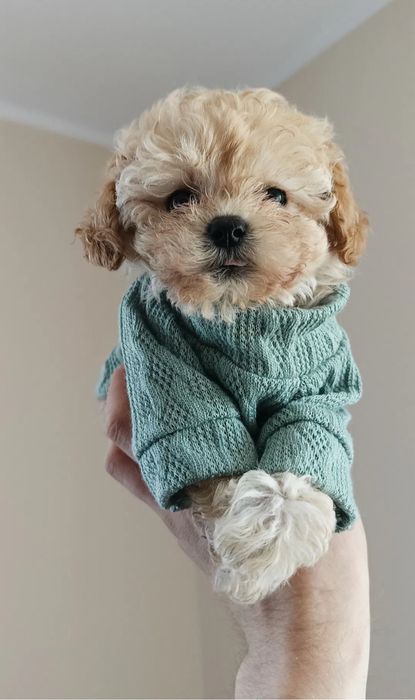 Розкішні Мальтипу Київ, є хлопчики і дівчатка. maltipoo Той Пудель