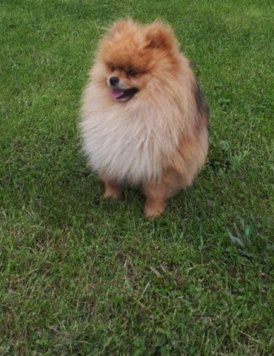 Szpic miniaturowy Pomeranian suczka