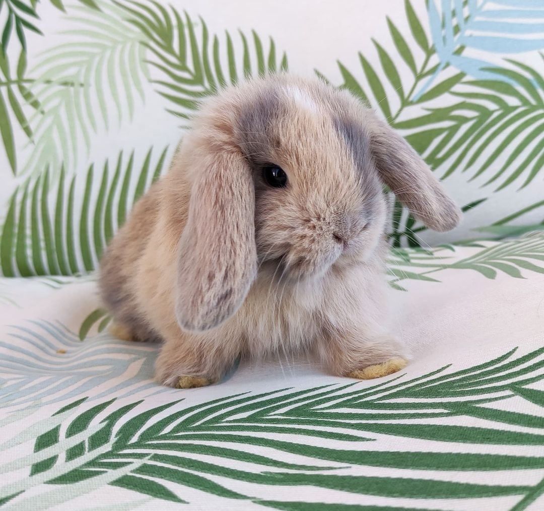 KIT Coelhos anões orelhudos, mini lop super inteligentes e dóceis