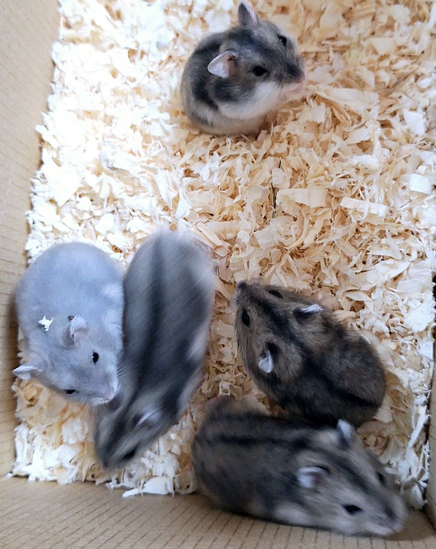 Chomiki dżungarskie.