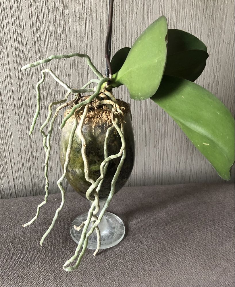 Фаленопсис орхідея орхидея