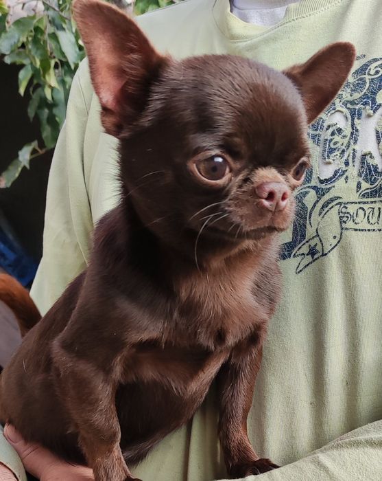 Шоколадный чихуахуа