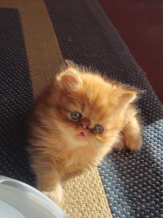 Gatinho persa muito dócil