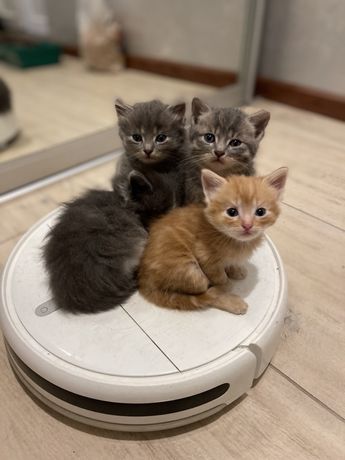 Кіт,котик,кішка,киця