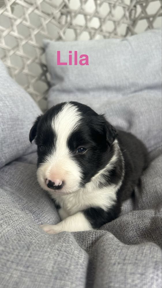 Suczka Border Collie