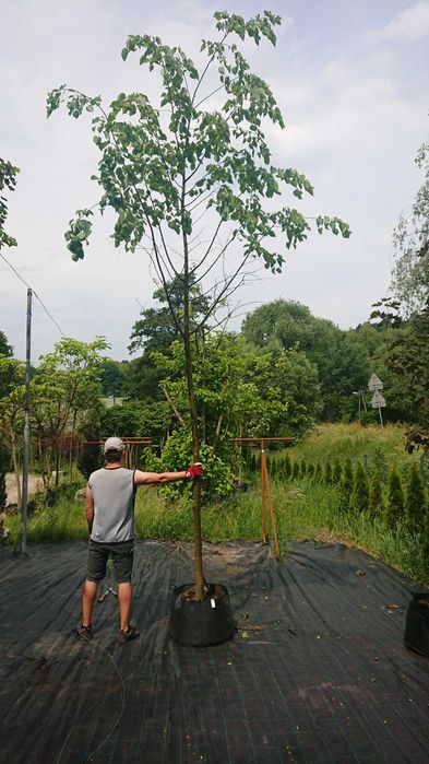 Lipa drobnolistna obwody 20cm-28cm , duże drzewa, donica