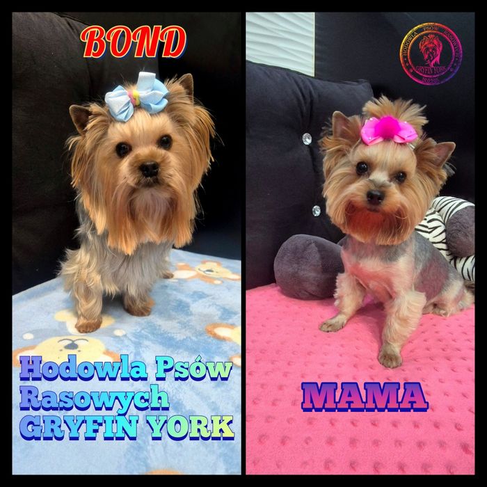 Suczka mini klasyczna Lucy