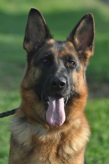 Owczarek niemiecki krótkowłosy ZKwP/FCI pies/suczka