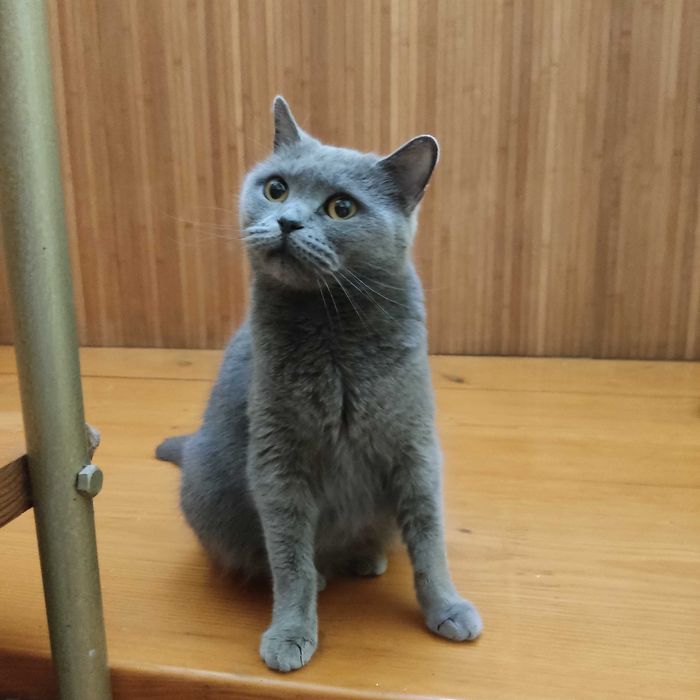 Милі кошенята шукають свою люблячу сім’ю!