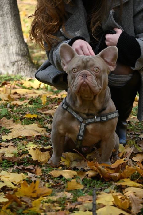 Вьязка  французського бульдога ізабелла нью шейд