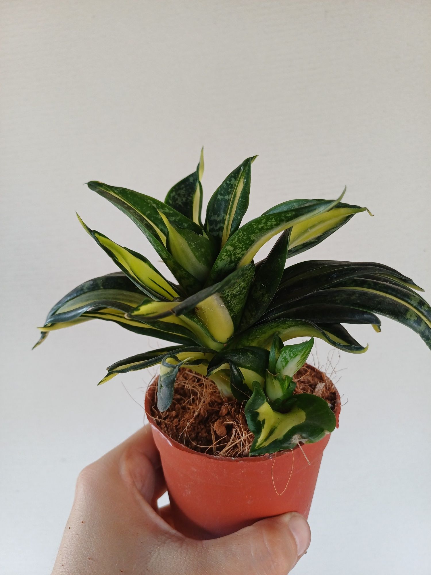 Sansevieria trifasciata hahnii swirls variegata