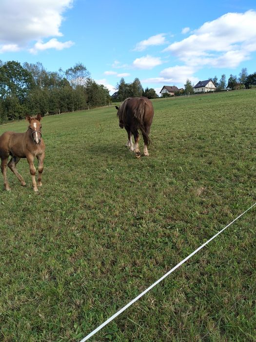 Koń kobyła klacz sztumska