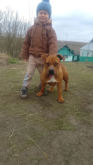 В добрі руки дівчинка амстаф