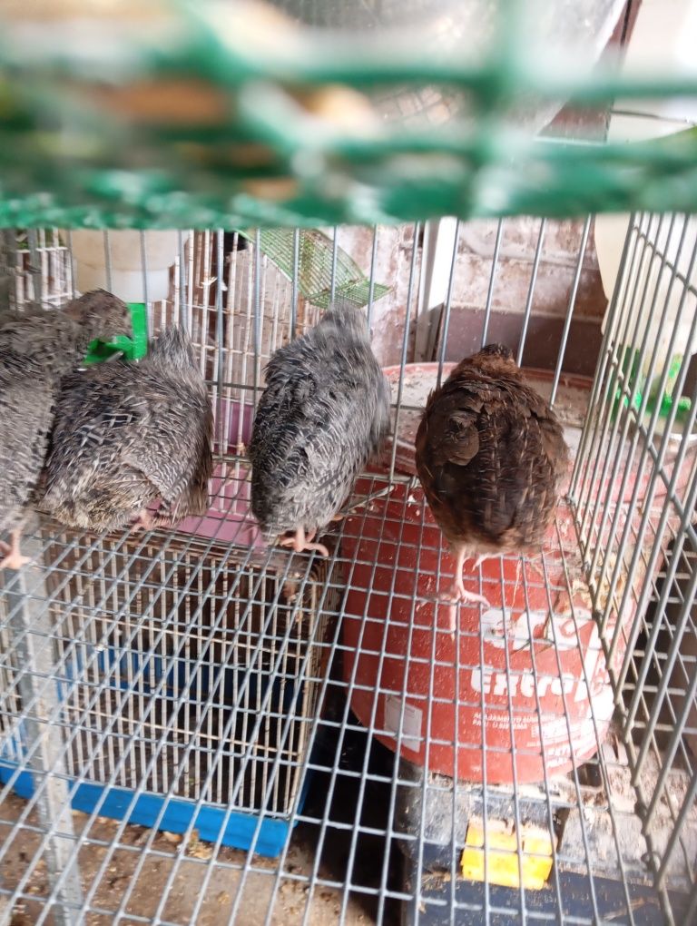 Ovos galados codorniz japonesa