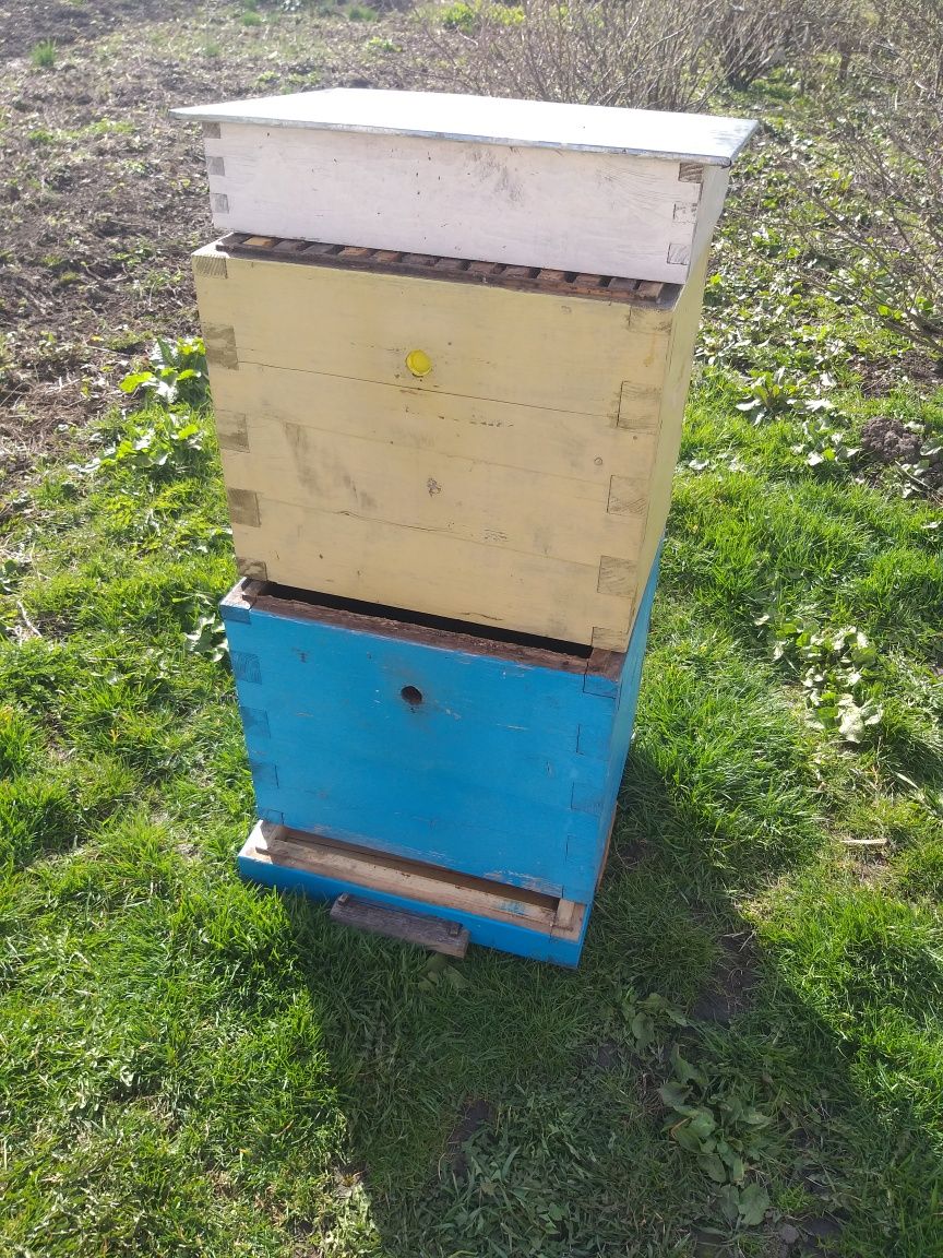 Вулики Українські багатокорпусні з бджолами
