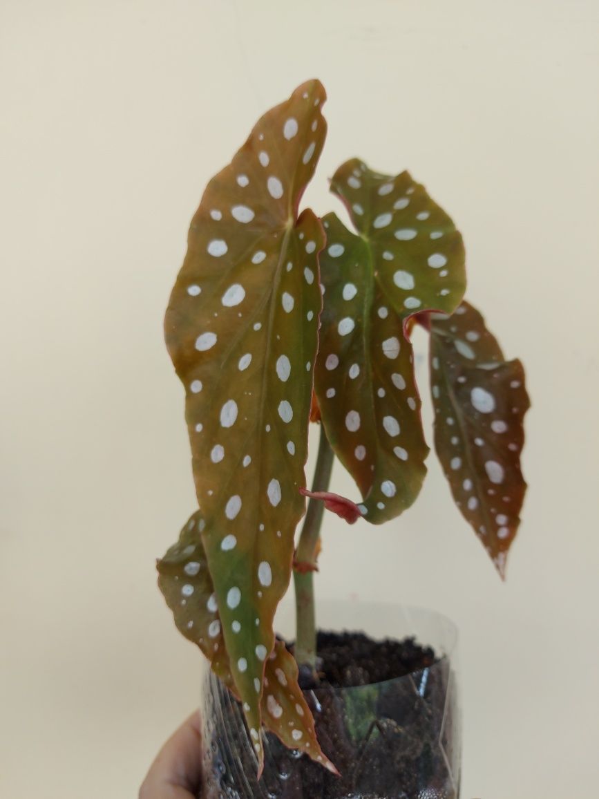 Бегония Макулата / Begonia maculata
