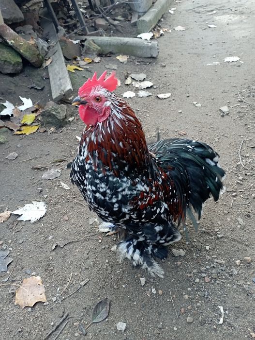 Петушок Карликовый кохинхин бентамка