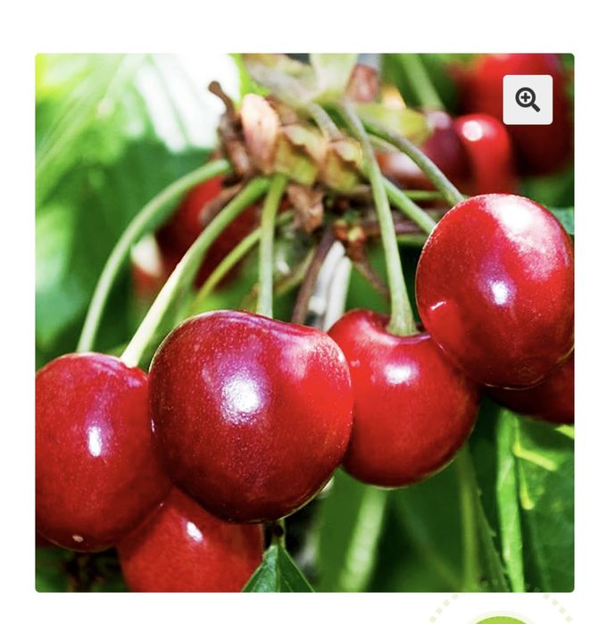 Саджанці плодових дерев та ягідних кущів