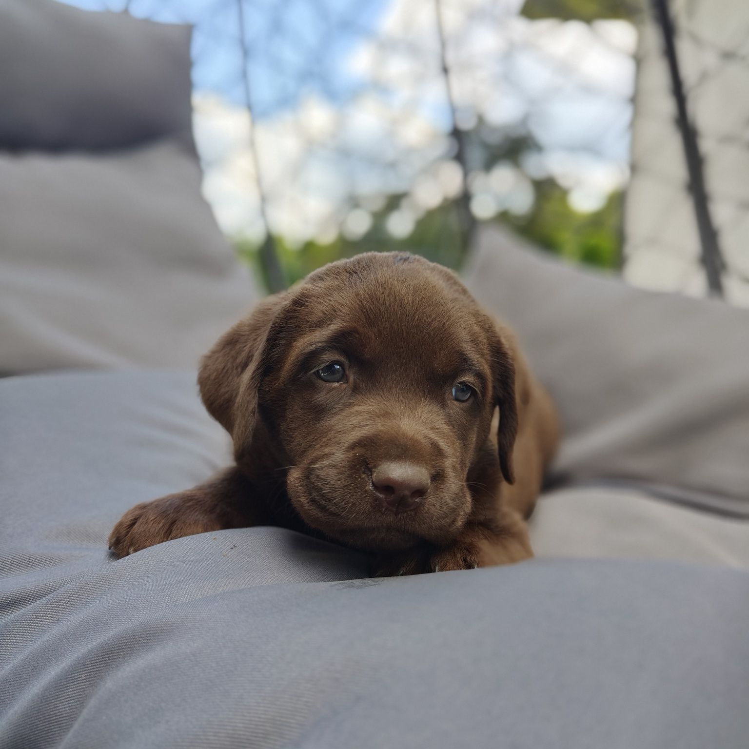 Labrador retriever szczeniak