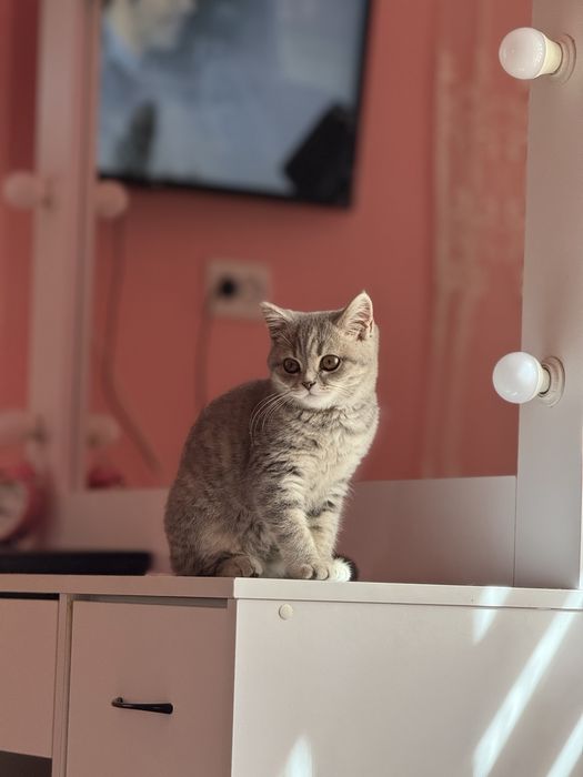 ТЕРМІНОВО продам породисту кицю